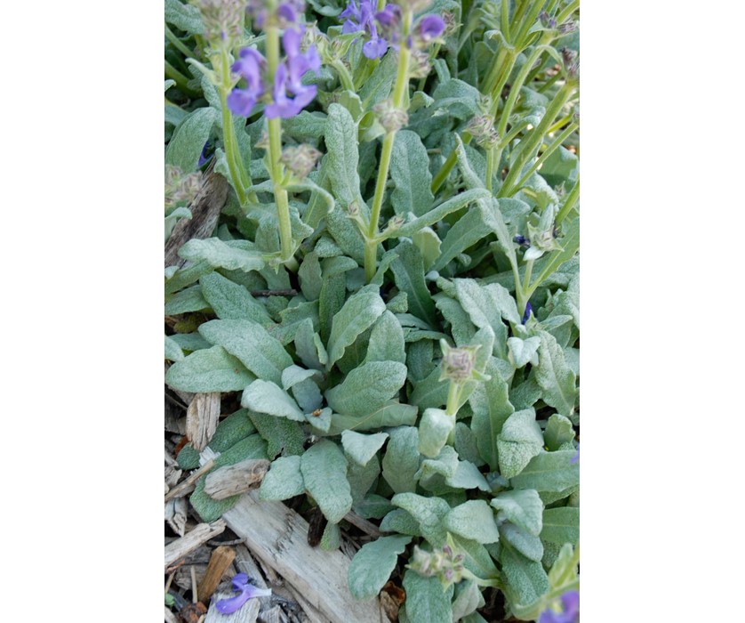 Platinum Sage